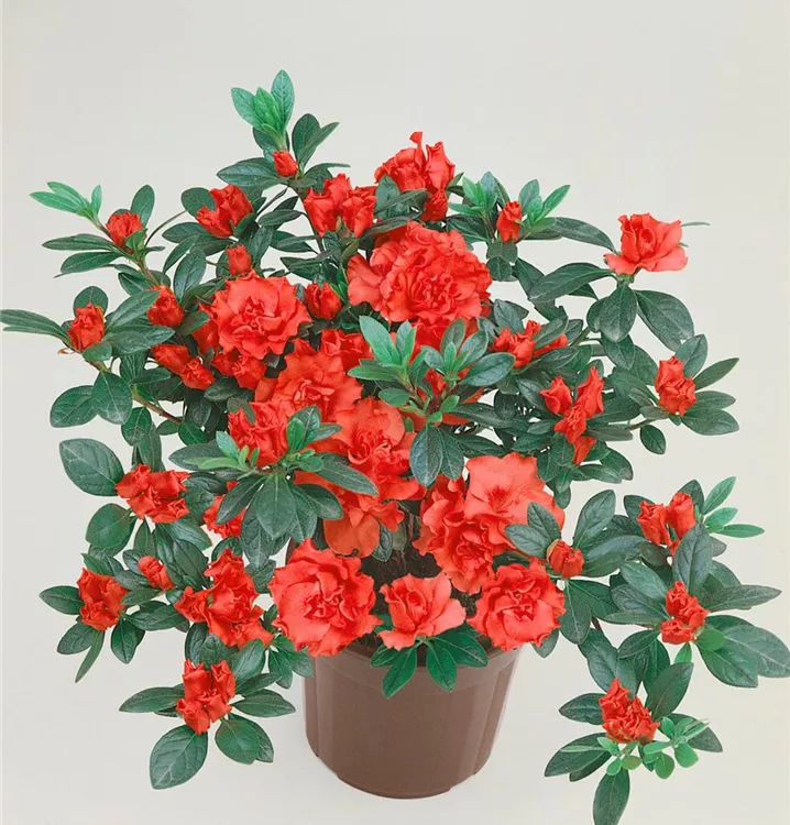 Zimmerazalee 'Fantasia Ranna'