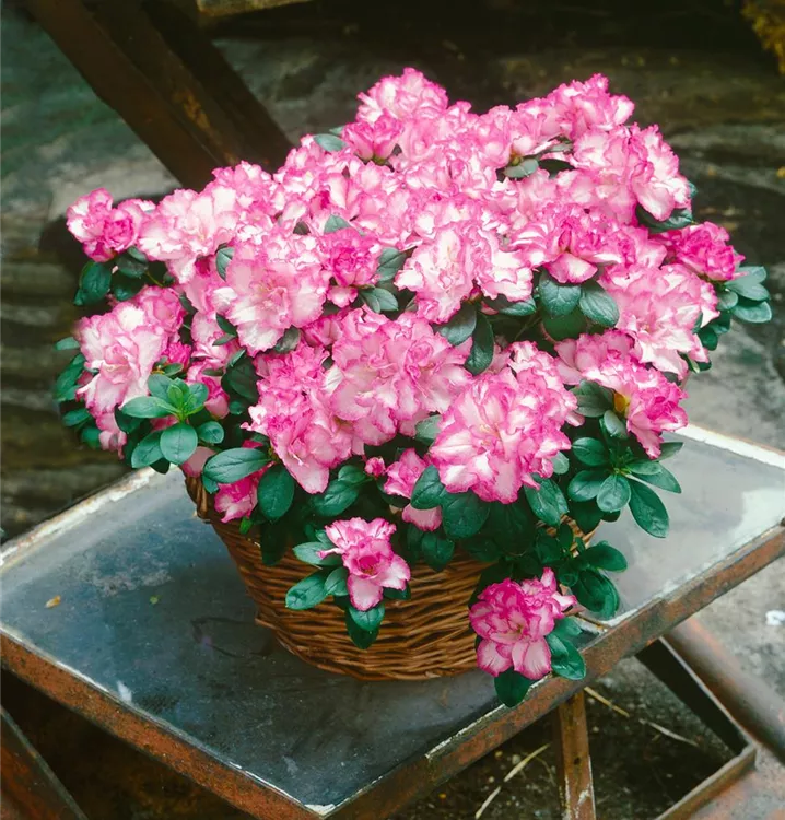 Zimmerazalee