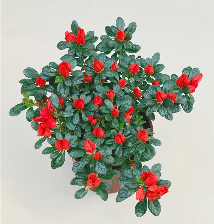 Zimmerazalee 'Scherrer'