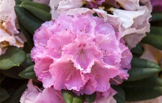 Yakushima-Rhododendron