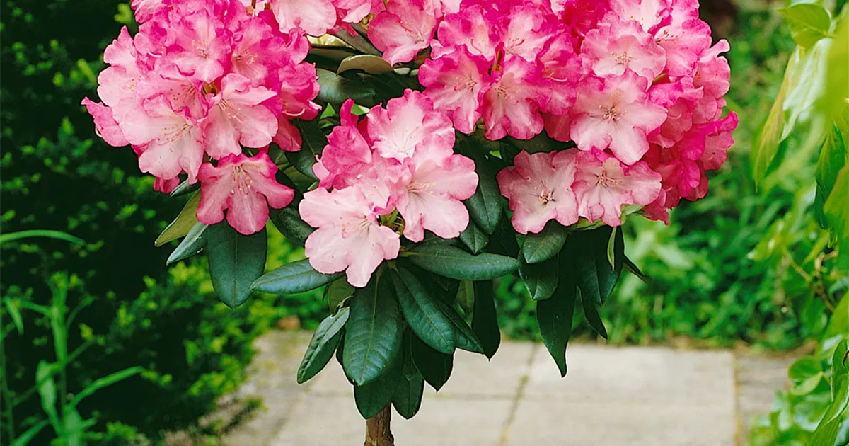 Rhododendron yakushimanum 'Fantastica', Stamm - BAUHAUS E-Business GmbH &  Co. KG
