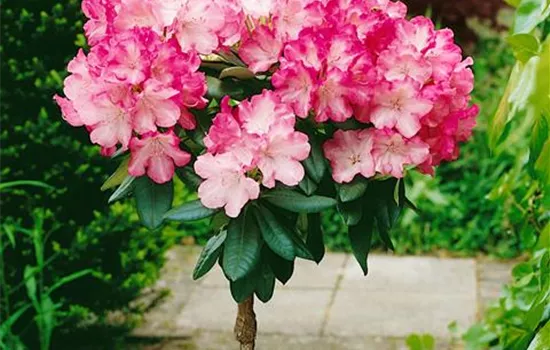 Yaku-Rhododendron 'Fantastica', Stamm