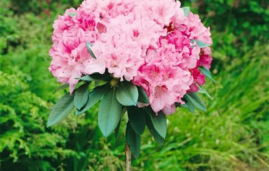 Yaku-Rhododendron, Stamm