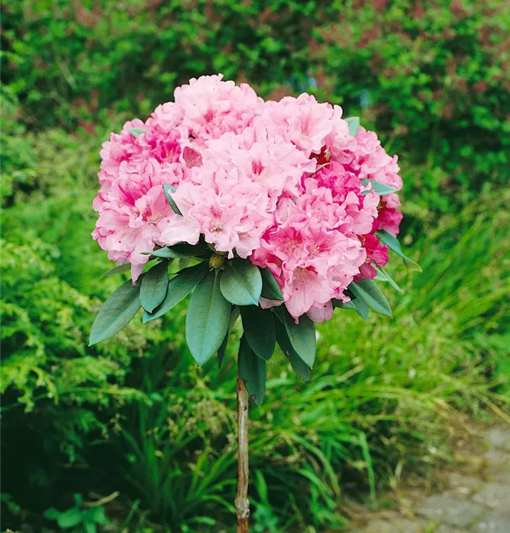 Yaku-Rhododendron, Stamm