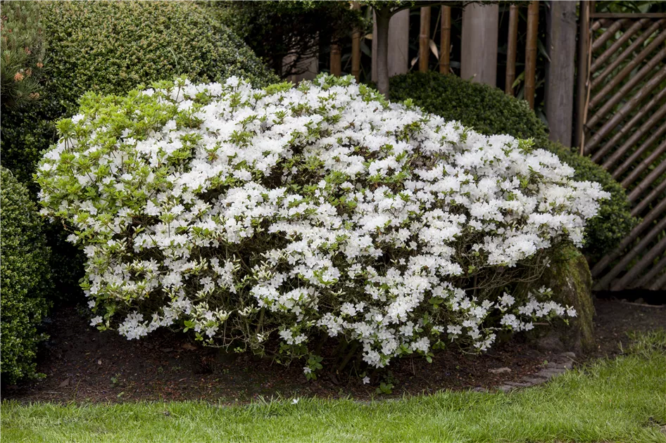 jawoll thuja Thuja orientalis 'Weedom'  Singing Tree Gardens Nursery