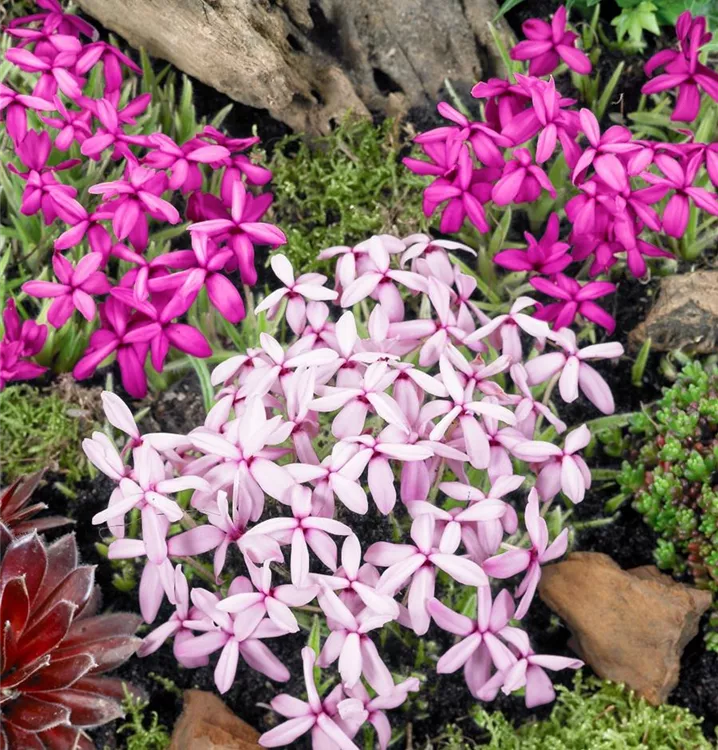 Grasstern 'Twinkle Star'®