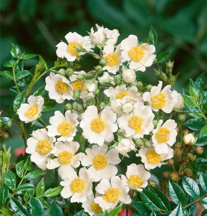 Feldrose