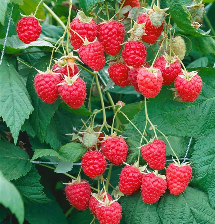 Himbeere 'Polka'®